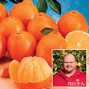 Mineola Orange from California