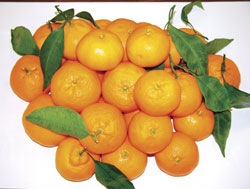 Satsuma Mikan