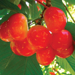 Super Premium Rainier Cherry (LL Size)