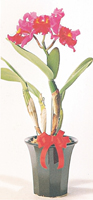 Potted Cattleya