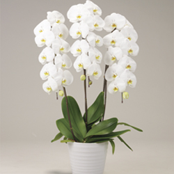 Potted Phalaenopsis Orchid