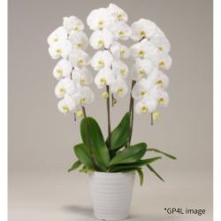 胡蝶蘭の鉢植え
