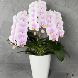 ミニ胡蝶蘭ピンク
