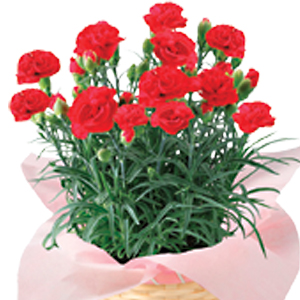 Potted Red Carnation
