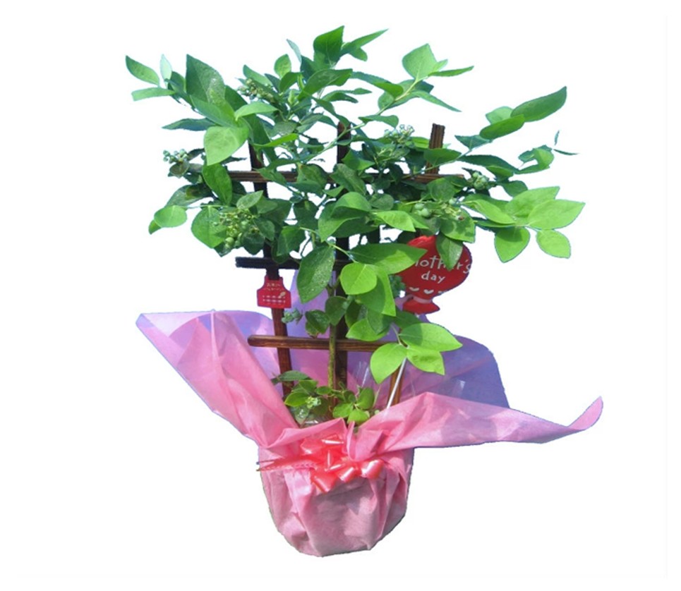 Blueberry Pot for Mother's Day