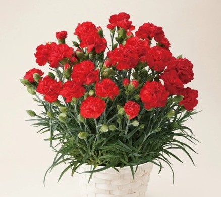 母の日用　赤カーネーションの鉢植え