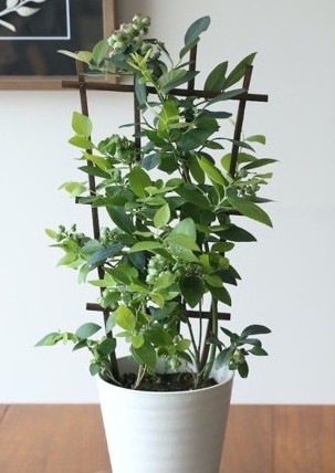 実付きブルーベリーの鉢植6号（トレリス仕立て）（数量限定）