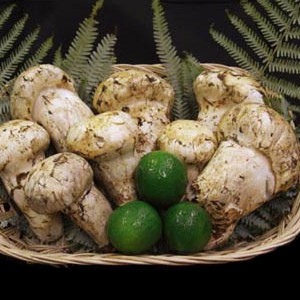 北米産特選松茸（日本向け）
